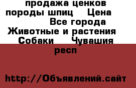 продажа ценков породы шпиц  › Цена ­ 35 000 - Все города Животные и растения » Собаки   . Чувашия респ.